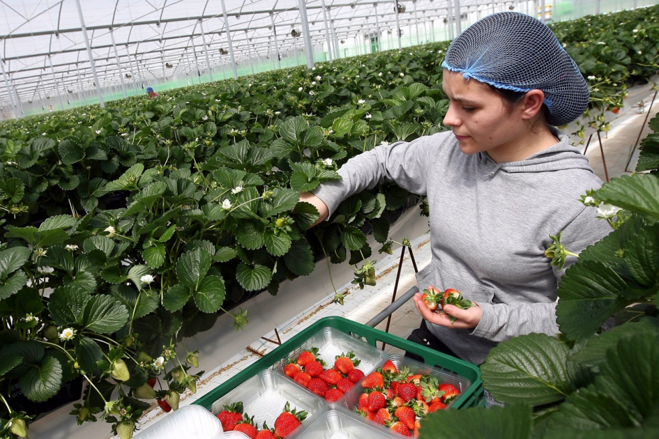 agricultura
